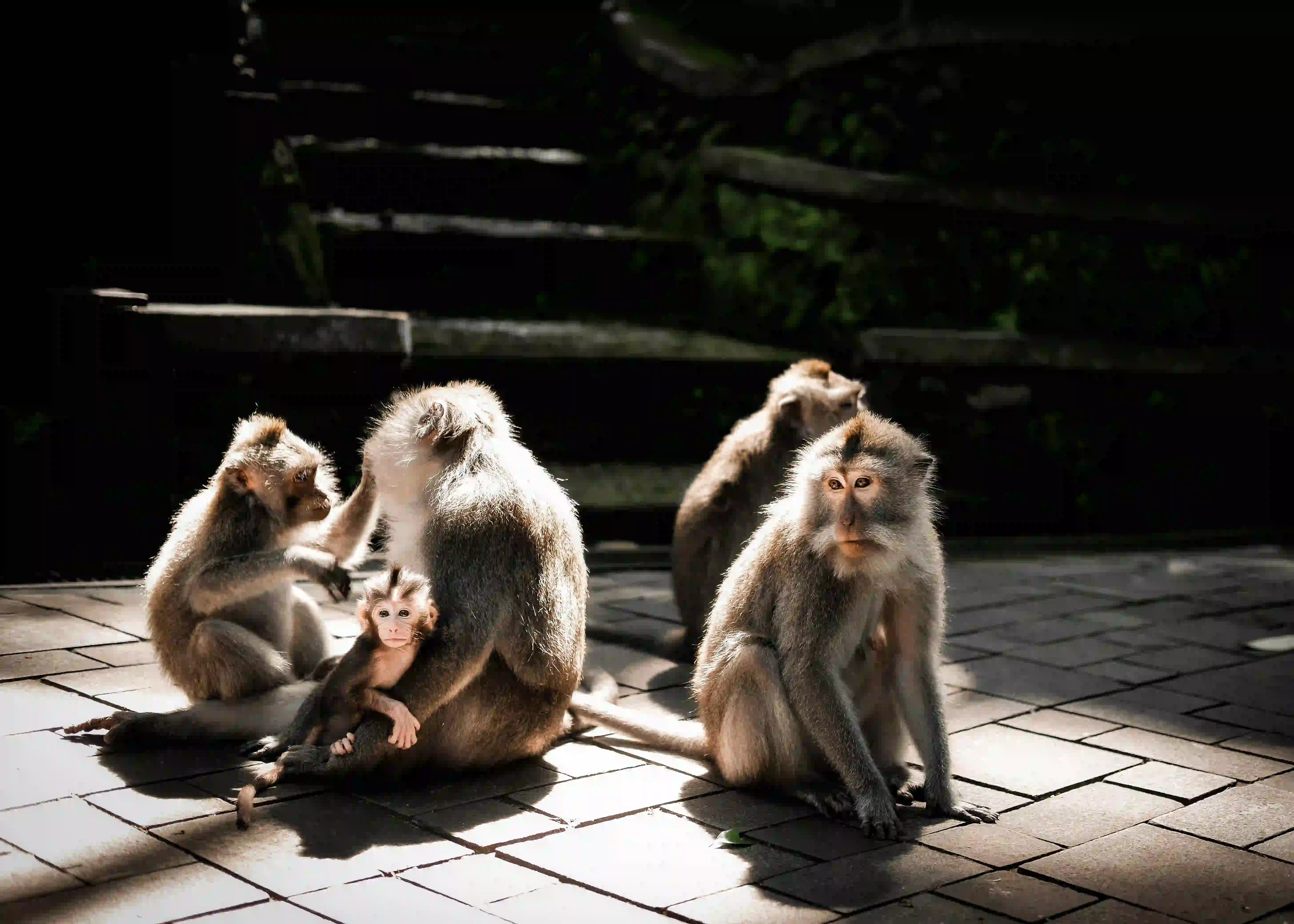Sacred Monkey Forest - Destinasi Sewa Mobil Mewah Ubud