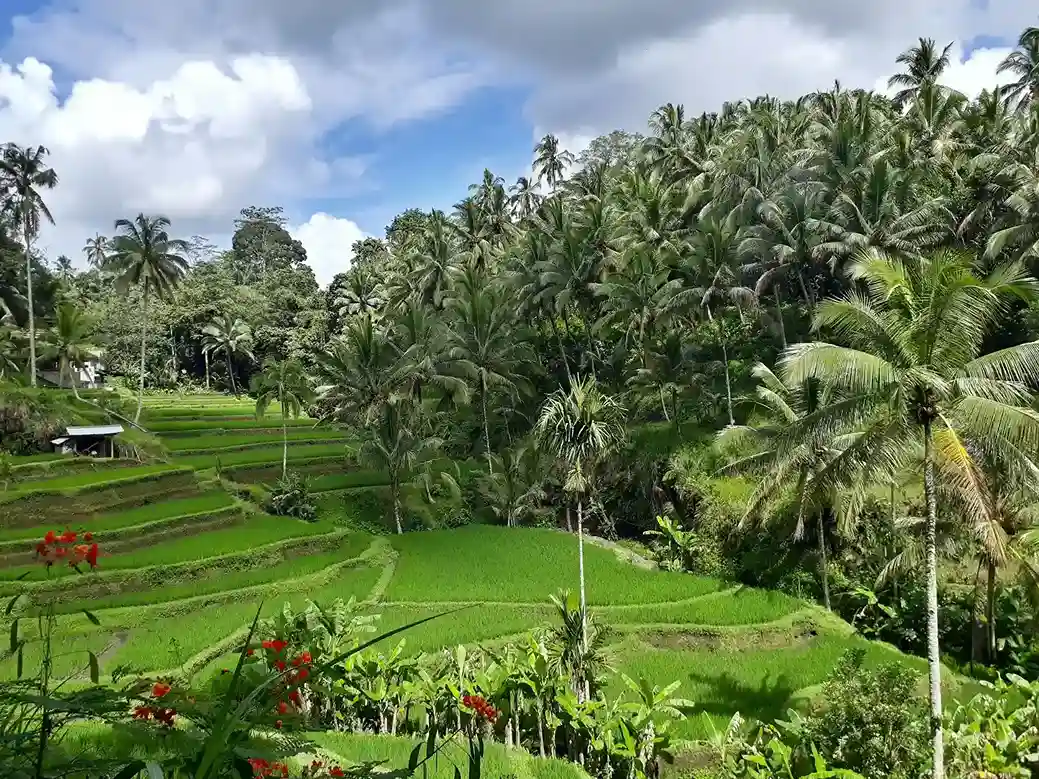 Tegallalang Rice Terrace - Destinasi Sewa Mobil Mewah Ubud